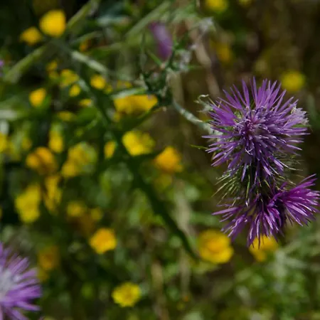 River View Ate Terrus Winery * Резенде