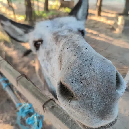 펜션 River View Ate Terrus Winery *