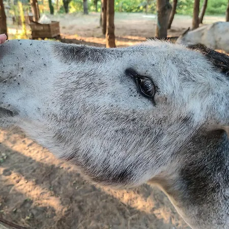 River View Ate Terrus Winery Дом отдыха *