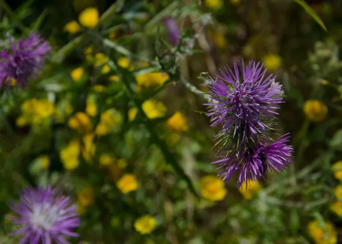 River View Ate Terrus Winery * 레센데