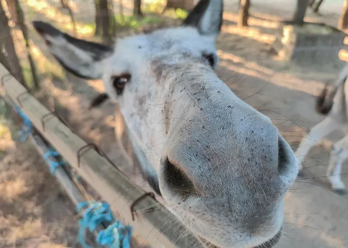 بيت للعطل River View Ate Terrus Winery *