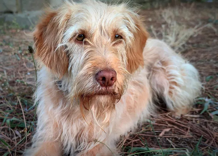 Ferienhaus River View Ate Terrus Winery